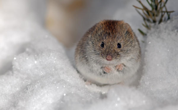雪の中のネズミ