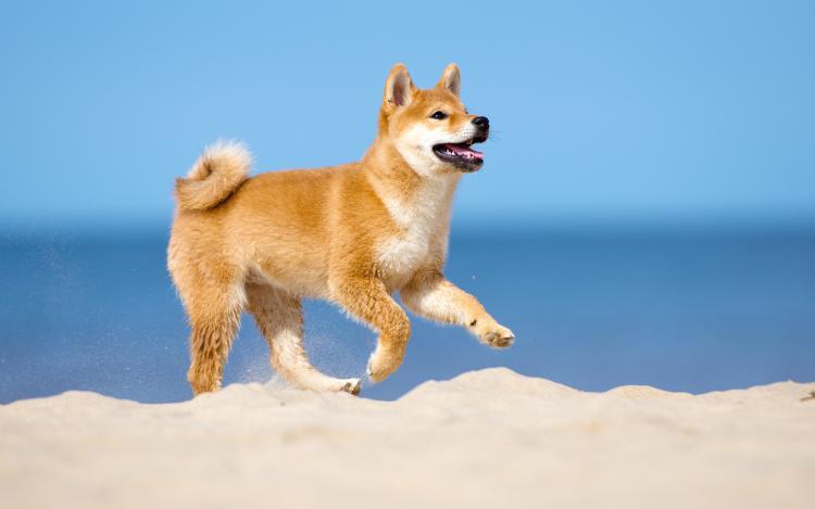 柴犬が海岸を走る